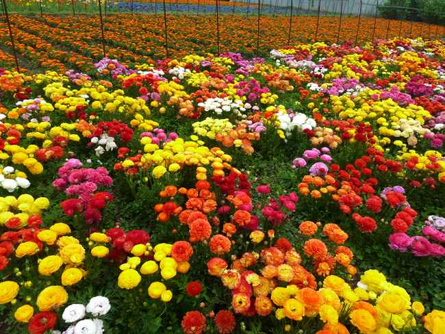 花毛茛：仙境，混色P1030188